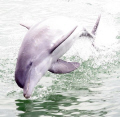   Dolphin Jumping  